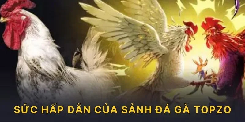 Sức hấp dẫn của sảnh đá gà TOPZO